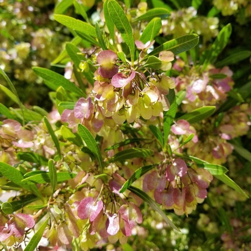بذر درختچه ناترک استرالیایی بسته 1 گرمی