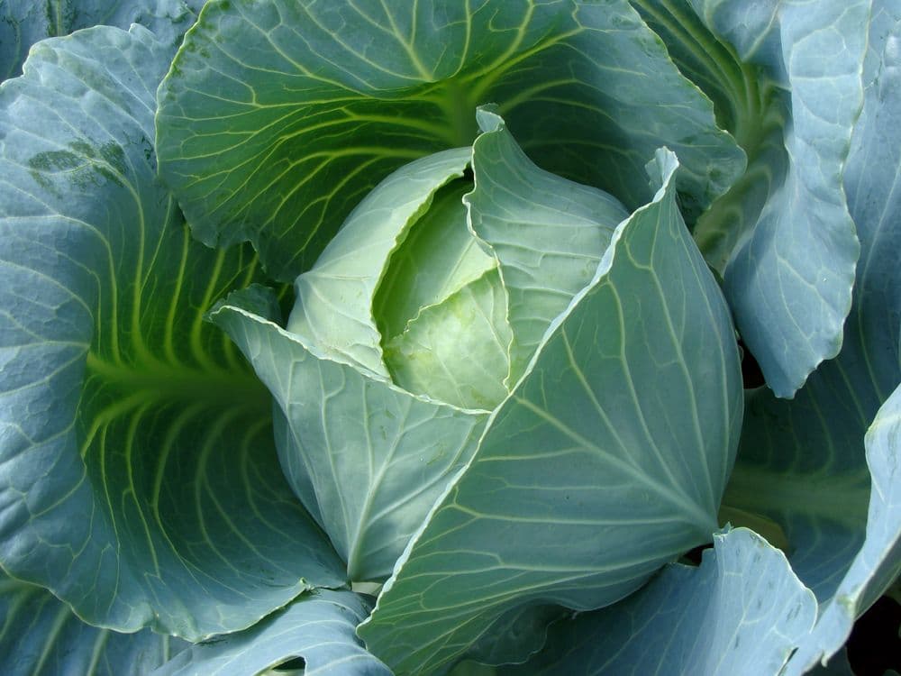 بذر کلم پیچ زودرس هیبرید BLUE JAIS ژاپنی هیبرید بسته 30 عددی — تصویر ۲