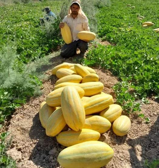 بذر خربزه ماندانا فوق شیرین هیبرید بسته 5 عددی
