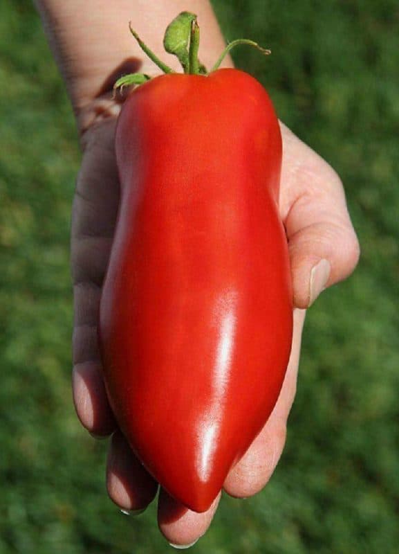 بذر گوجه فرنگی شیطان نیوجرسی! آمریکایی بسته 20 عددی — تصویر ۳