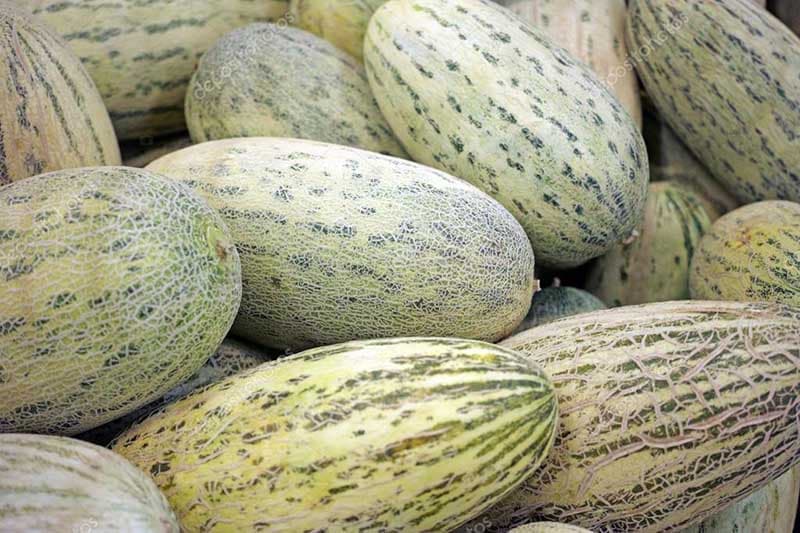 بذر خربزه درگزی فوق شیرین گوشتی بسته 10 عددی