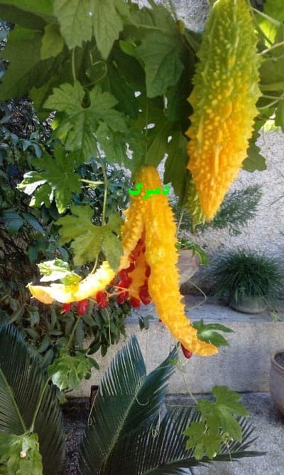 بذر کارلا (خیار تلخ) — تصویر ۳