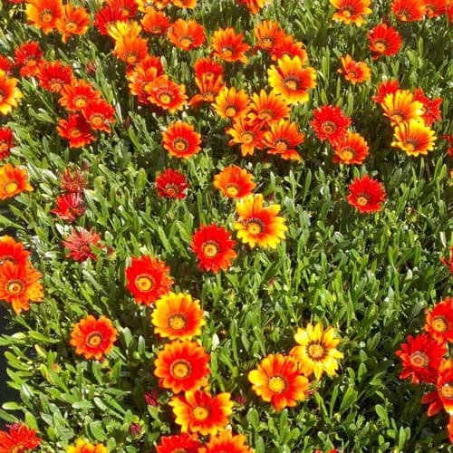 بذر گازانیا برونزی — تصویر ۴