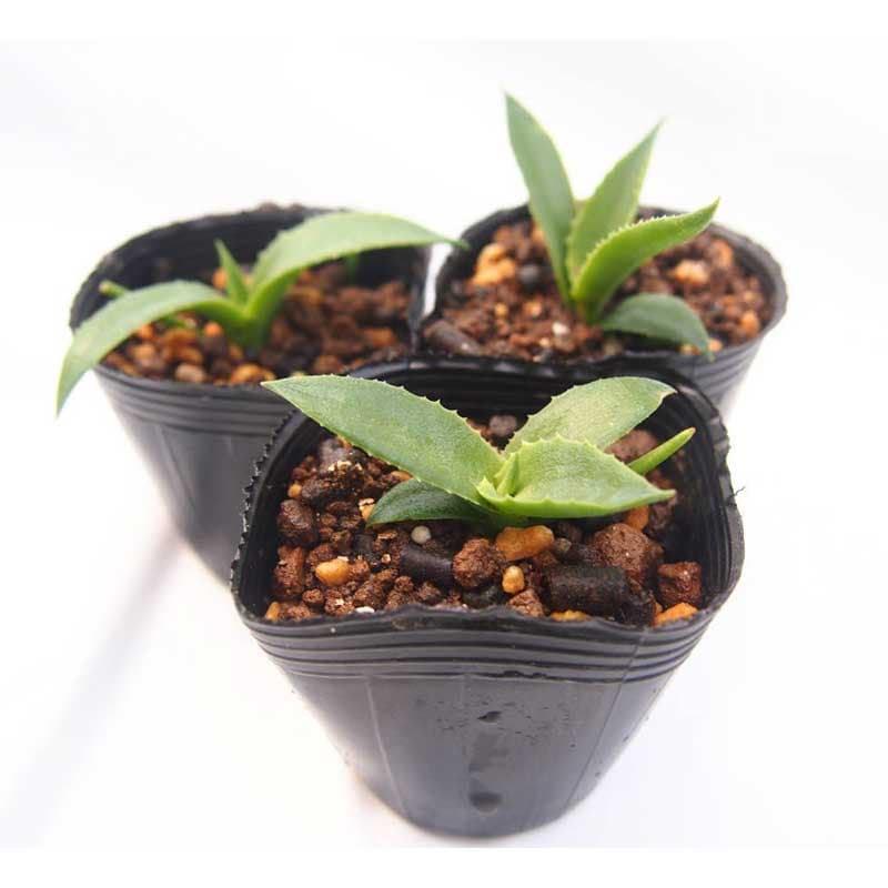 بذر آگاو پیلون Agave pilon