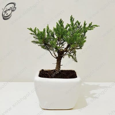بونسای کاج جونیپر سایز کوچک و رومیزی طرح B-031