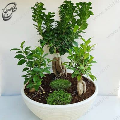 بونسای جینسینگ سه قلو سایز 6 طرح B-056 ( ارسال گل رایگان )