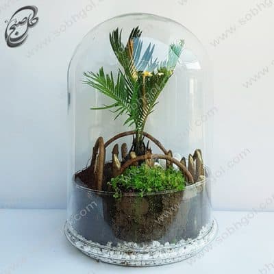 گل آنلاین – تراریوم سیکاس طرح T-061