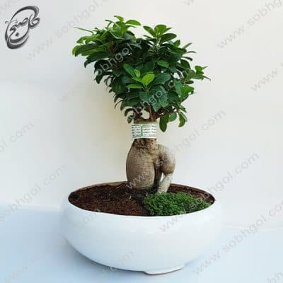 بونسای جینسینگ اصل سایز 4 طرح B-053 ( ارسال گل رایگان )