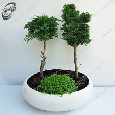 بونسای کاج نانا دوقلو طرح B-028 ( ارسال گل رایگان ) — تصویر ۲