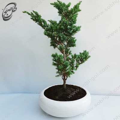 بونسای کاج اطلسی طرح B-026