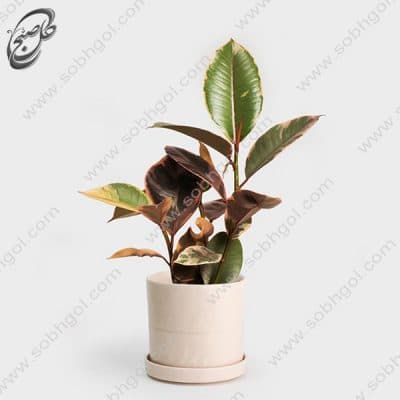 گل آنلاین – فیکوس الاستیکا ابلق طرح F-033 ( ارسال گل رایگان )