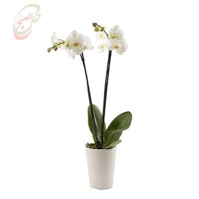 گل ارکیده دو شاخه ORK01