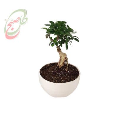 بونسای جینسینگ فیکوس رتوزا ( ارسال گل رایگان )