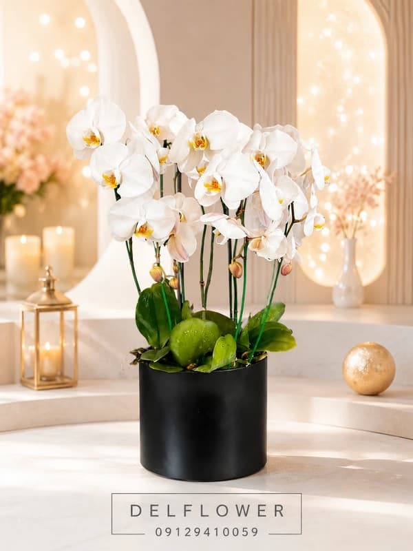 گل برای خرید و تقدیم به خانم ها