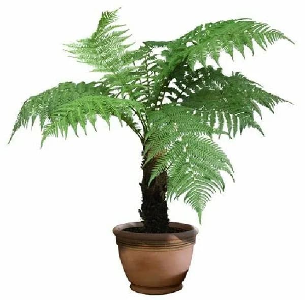 کود مایع تقویتی گیاهان خانگی میست مدل S4 حجم 300 میلی لیتر — تصویر ۳