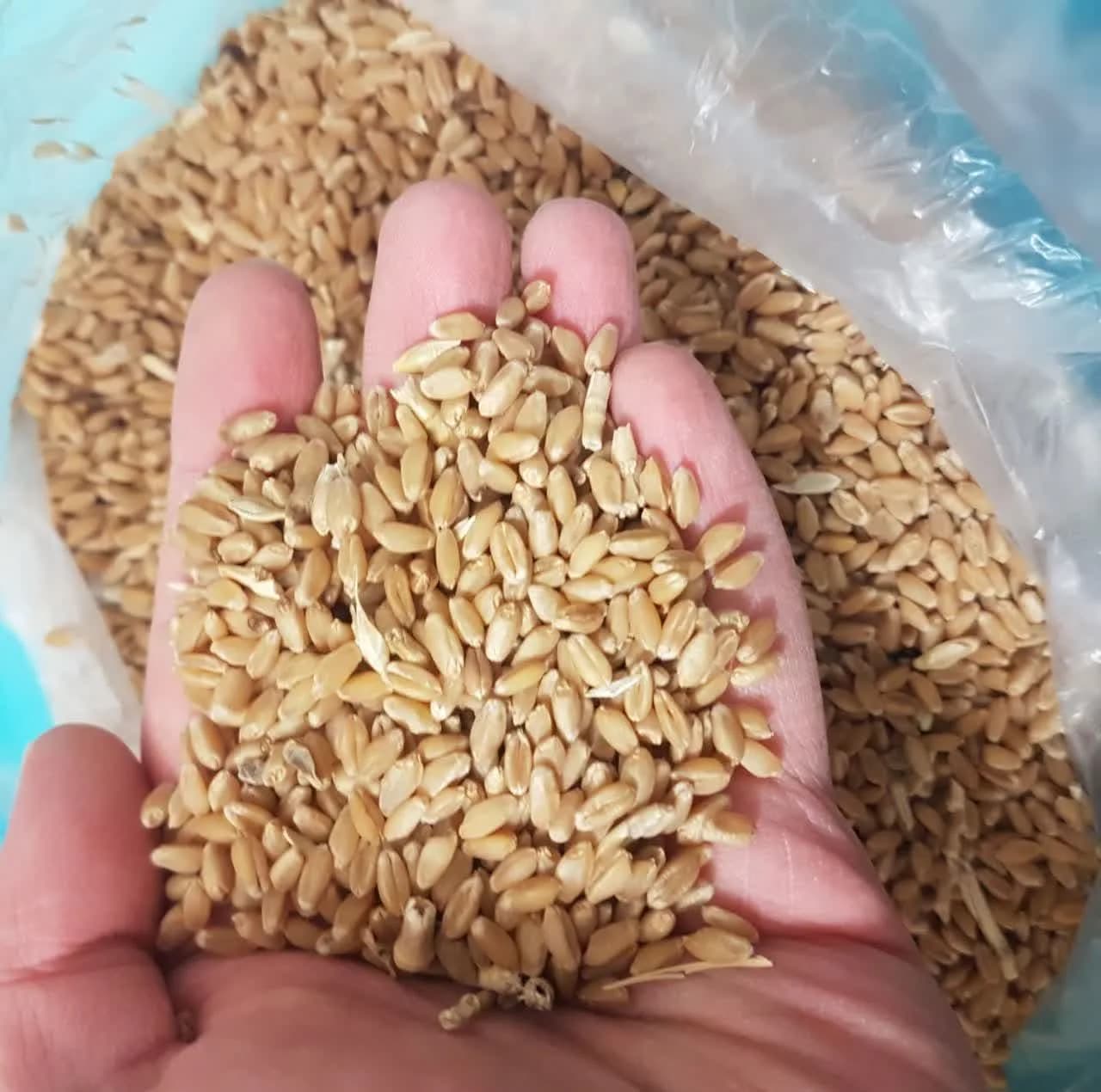 گندم دیم کاسنر – 10000 گرم — تصویر ۳