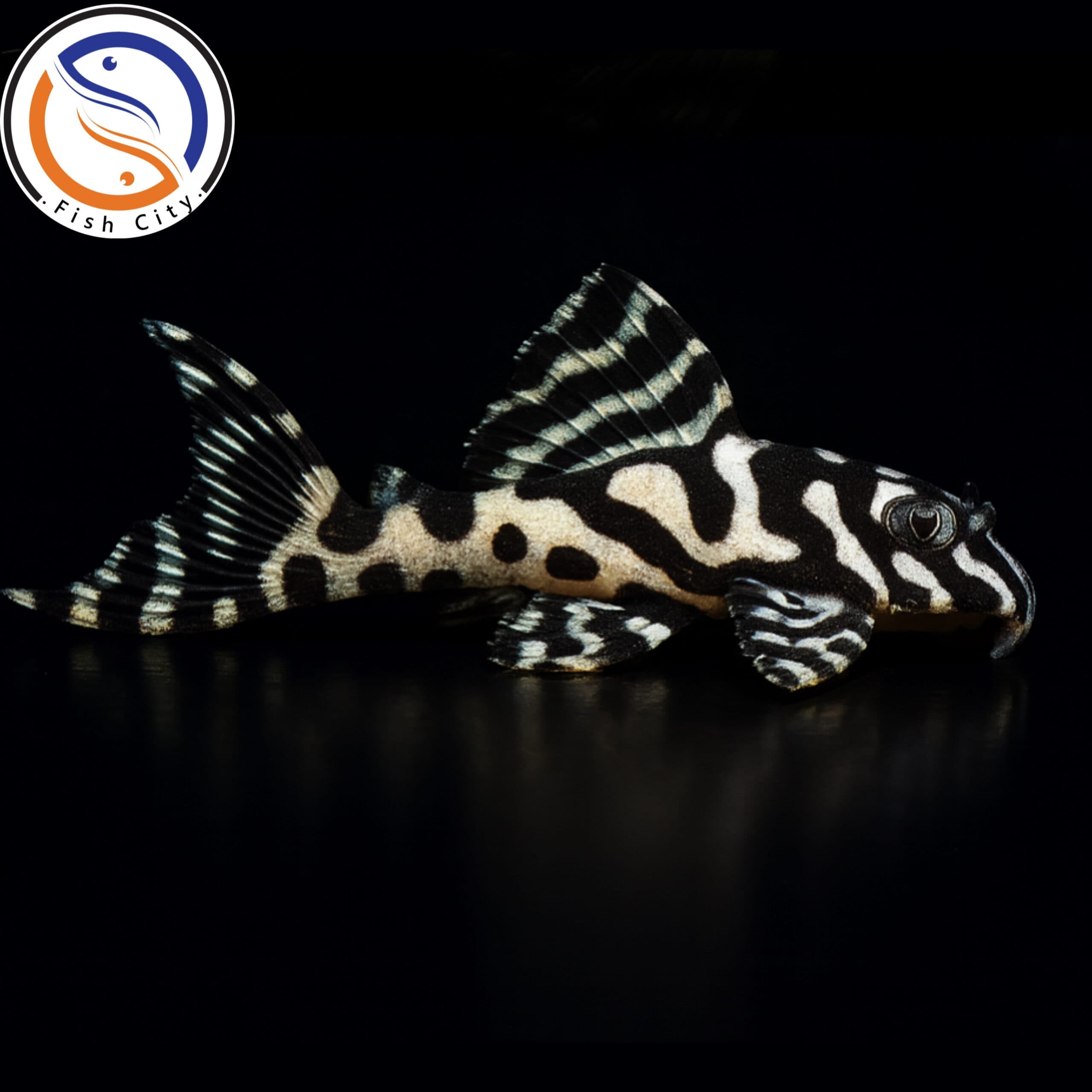 ماهی پلکو L236A سایز 4-5 سانت