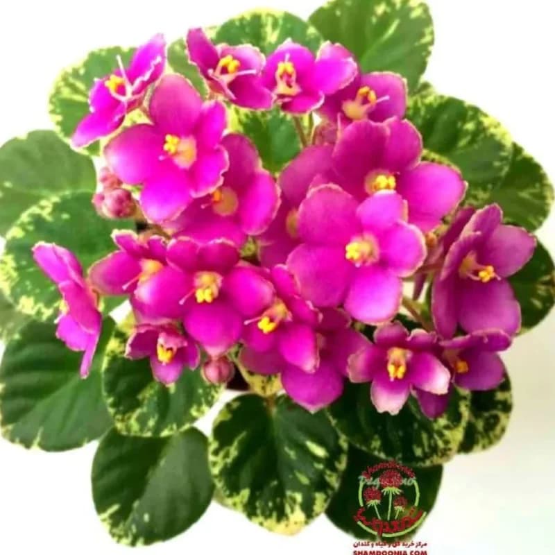 بنفشه آفریقایی Goly | زیبایی خیره‌کننده در گلدان‌های خاص فروشگاه — تصویر ۳