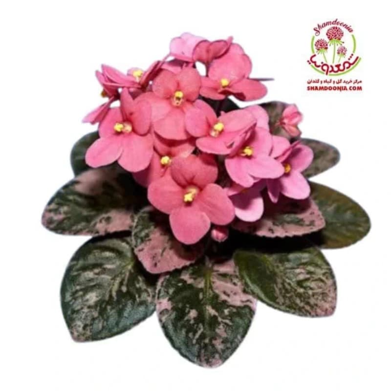 بنفشه آفریقایی pink | تحویل سالم و سرسبز، رضایت مشتریان تضمین‌ شده — تصویر ۳
