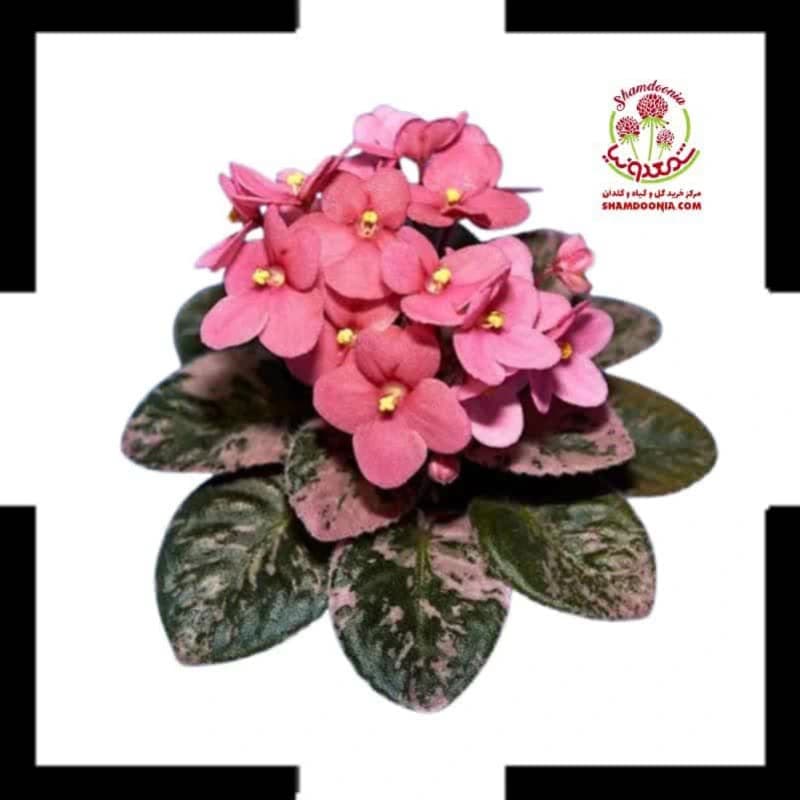 بنفشه آفریقایی pink | تحویل سالم و سرسبز، رضایت مشتریان تضمین‌ شده