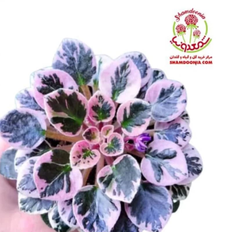 بنفشه آفریقایی silver | خرید مطمئن با پشتیبانی عالی و رضایت مشتریان — تصویر ۳