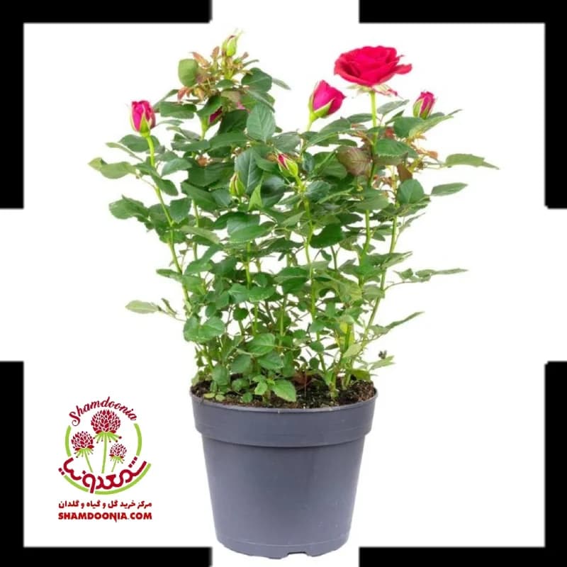 گل ساناز رز مینیاتوری ارسال سریع