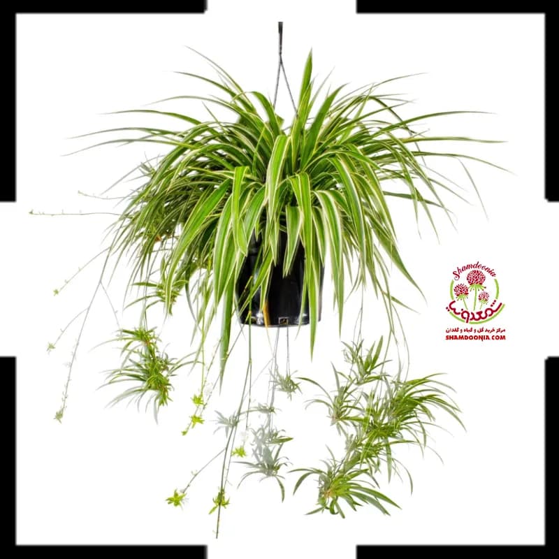 گیاه گندمی: خرید آنلاین گیاه آپارتمانی مقاوم و تصفیهکننده هوا