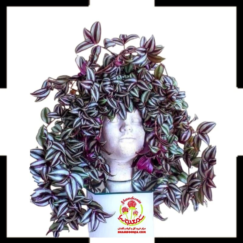 برگ بیدی