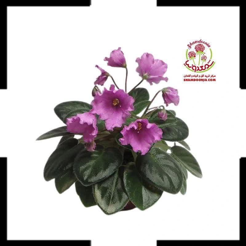 بنفشه آفریقایی Special