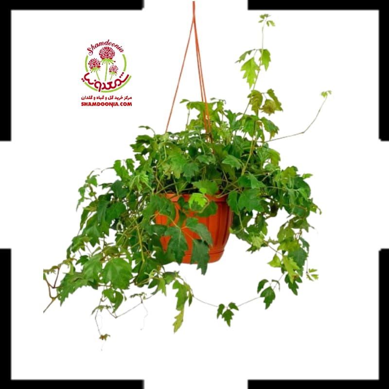 سیسوس رونده