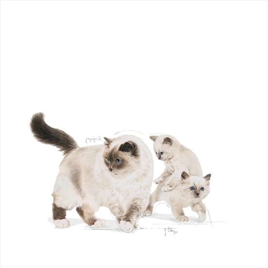 کنسرو گربه مادر اند بیبی رویال کنین – Mother & Babycat Mousse — تصویر ۷