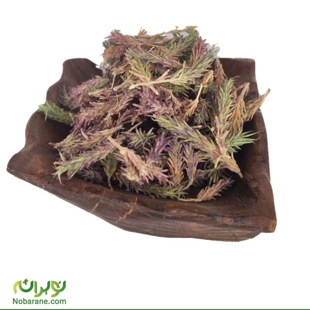 مشک طلا مشک(کاکوتی بنفش)