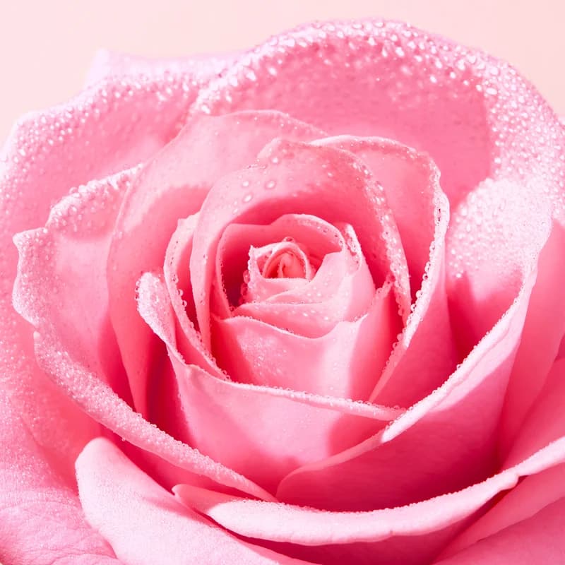 میسلار واتر نوکس Very Rose آرامش‌بخش حجم 400 میل — تصویر ۴