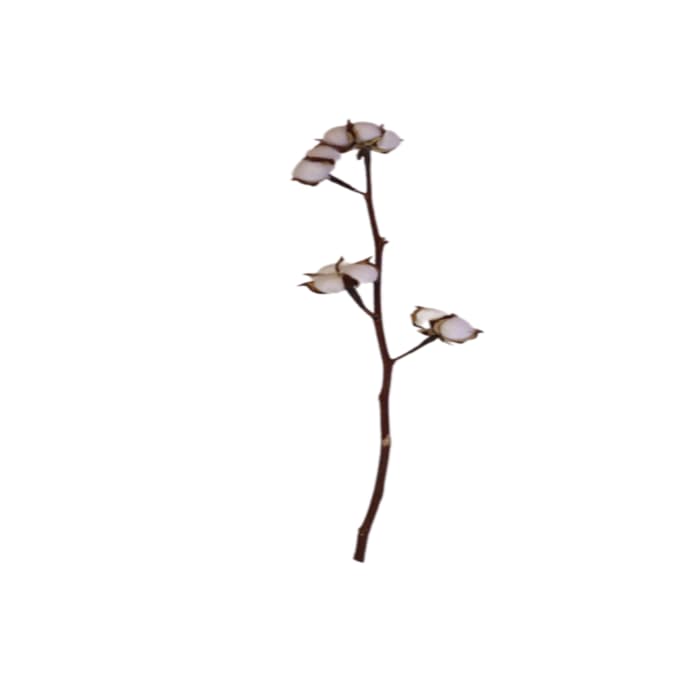 گل خشک سر پنبه ای