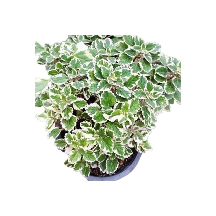 گل حسن یوسف معطر