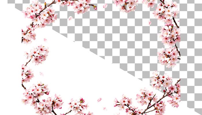 دانلود حاشیه شکوفه های گیلاس دوربری شده PNG (با کیفیت عالی)