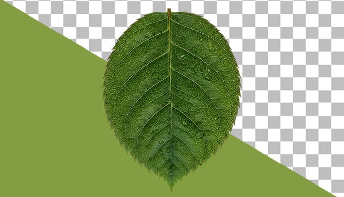 دانلود فایل PNG برگ سبز گل رز (دوربری باکیفیت)