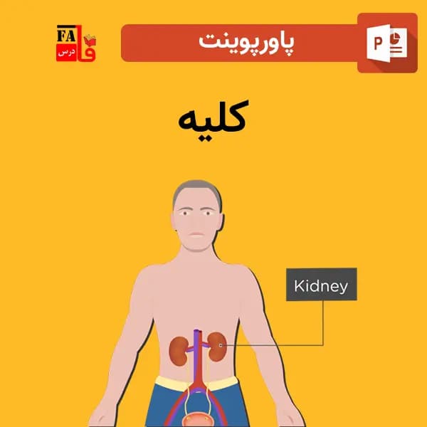 پاورپوینت کلیه — تصویر ۲