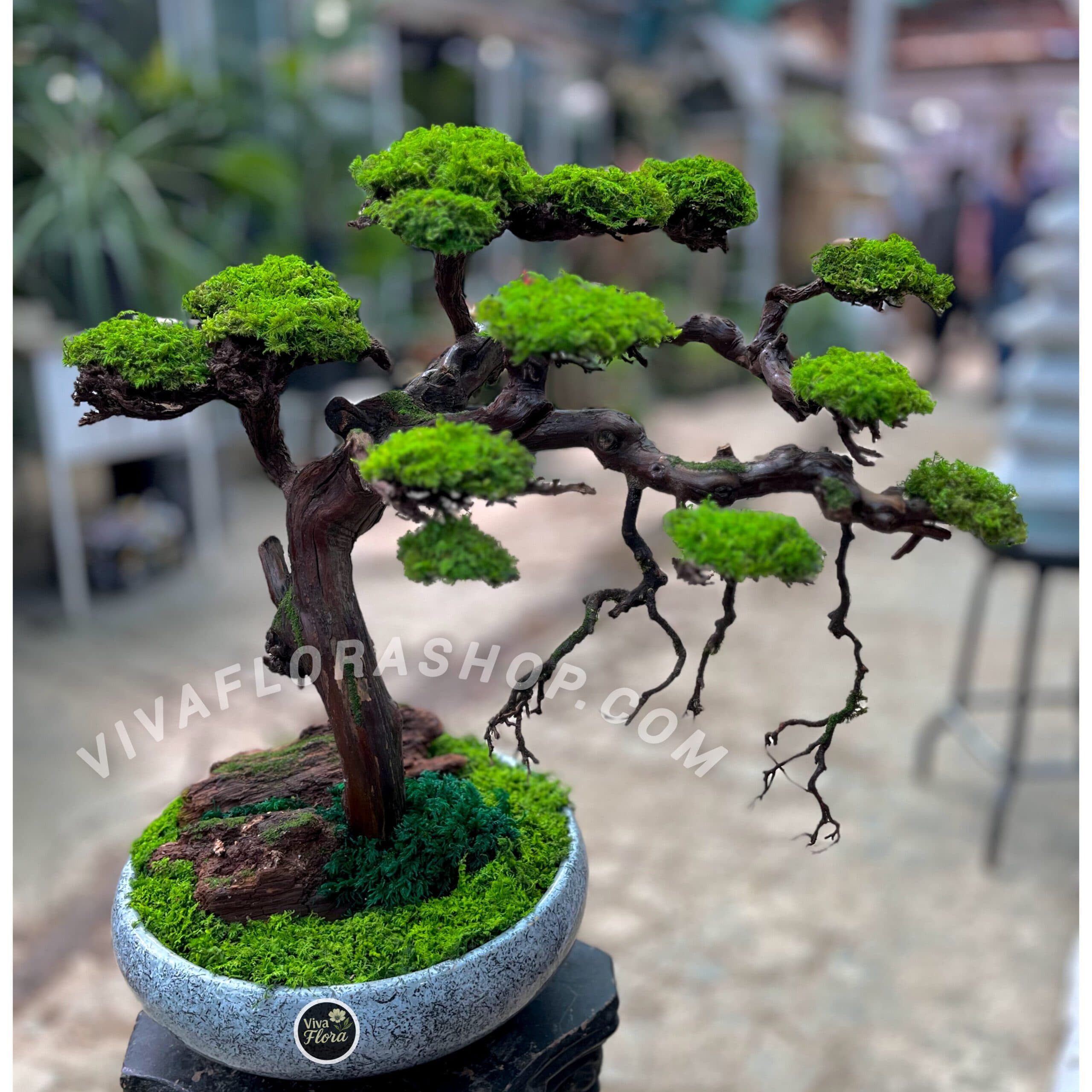 بنسای جاودان مه رویش