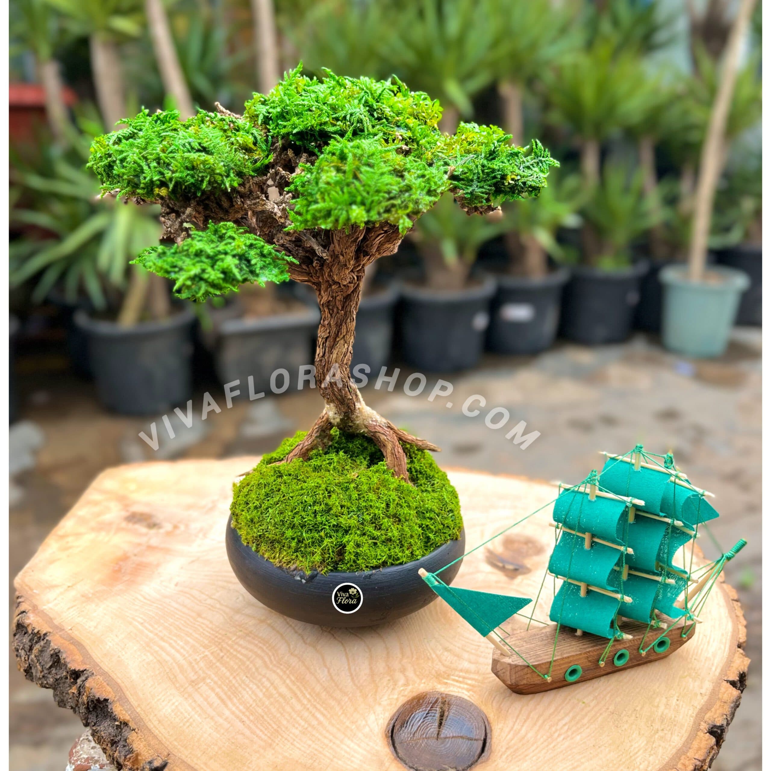 بنسای جاودان نغمه ی ساحل
