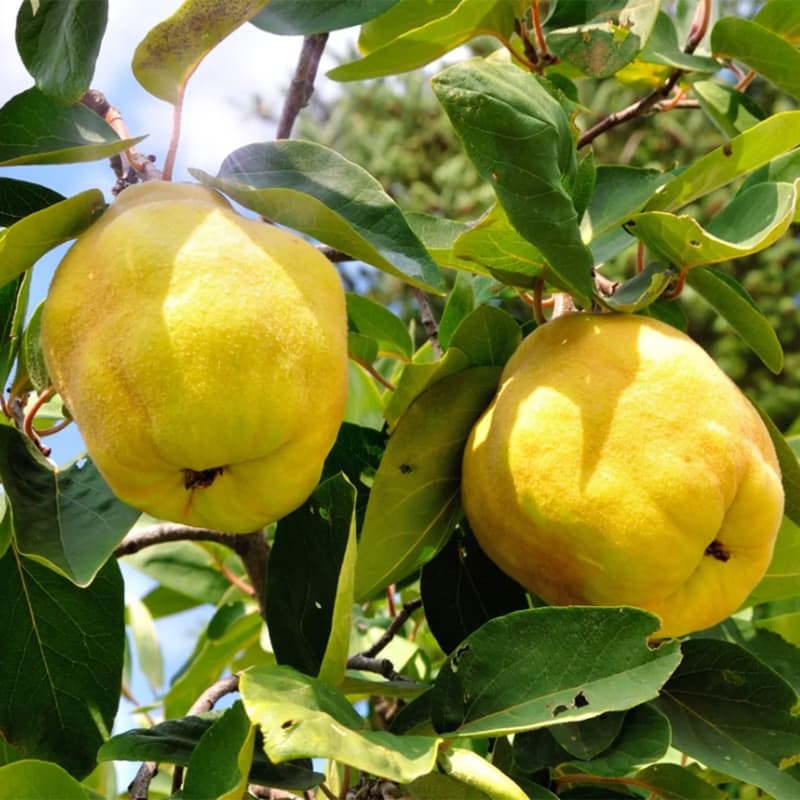 نهال به ترش (به محلی)