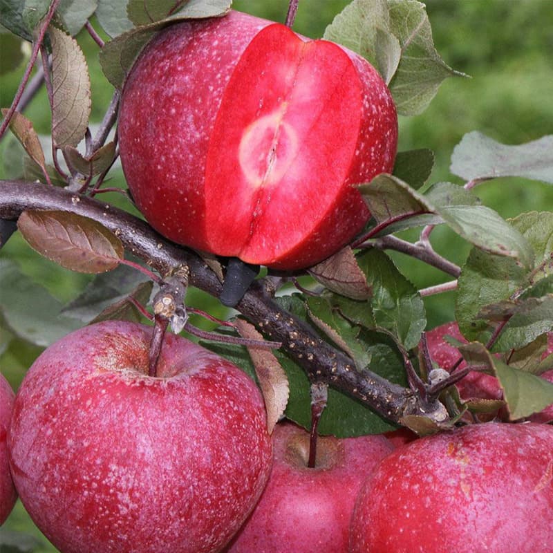 نهال سیب خونی اصل (توسرخ)