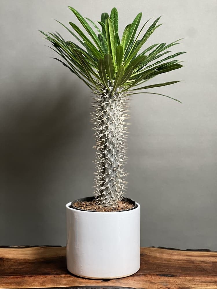 گیاه نخل ماداگاسکار 50 Cm