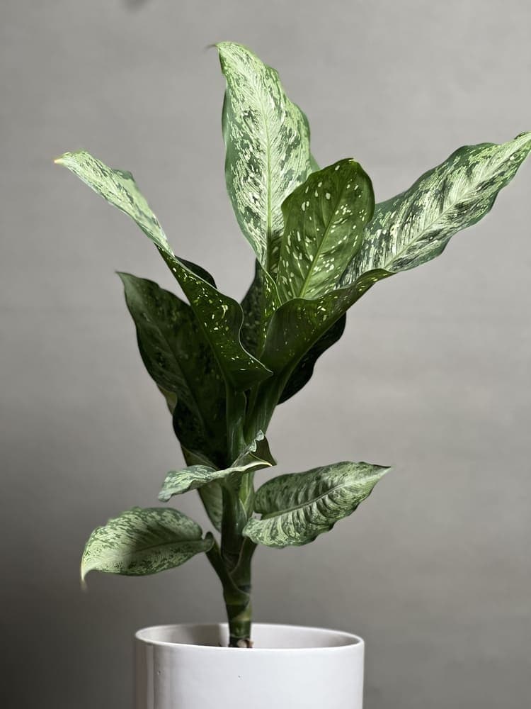 گیاه دیفن باخیا سگاین — تصویر ۴