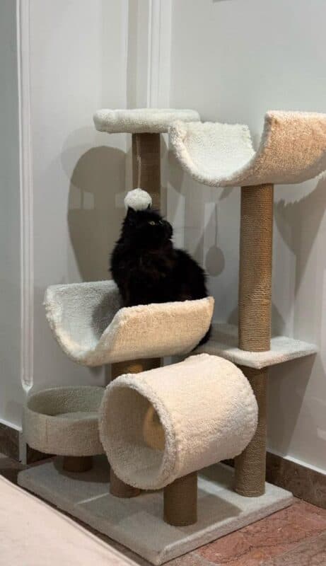 اسکرچر گربه MeowNa مدل B49 — تصویر ۴