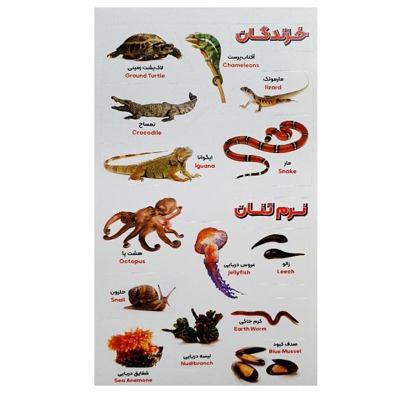 دفترچه برچسب های آموزشی 10 برگی شامل (حیوانات، گیاهان، میوه ها، اعضای بدن و وسایل) — تصویر ۳