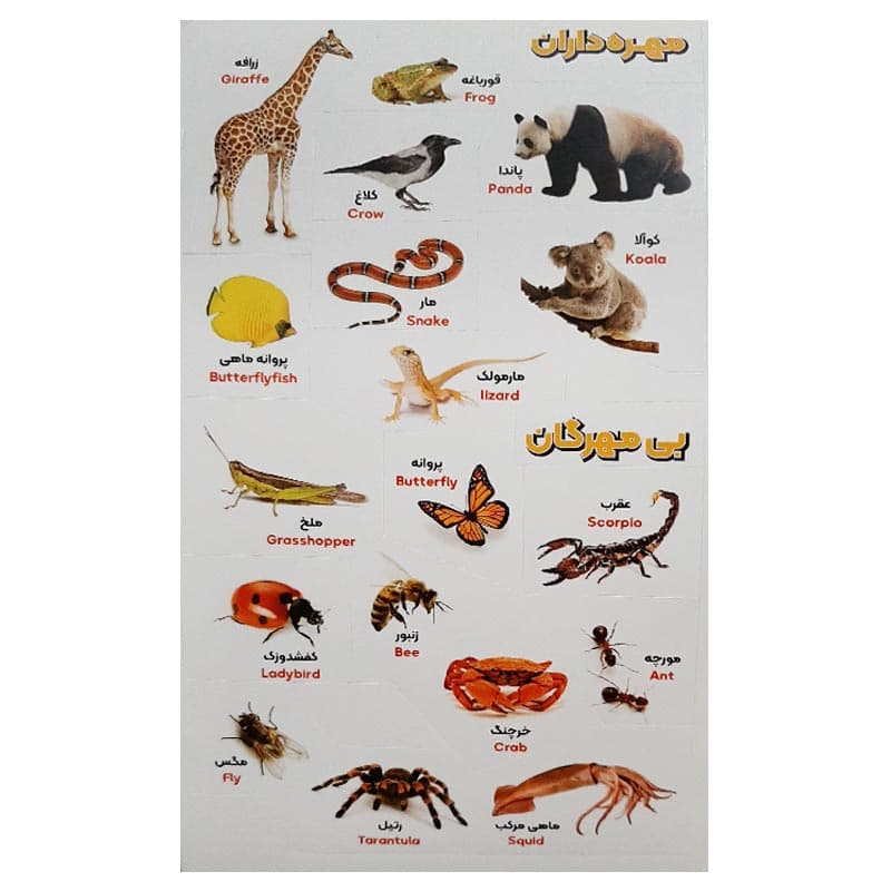 دفترچه برچسب های آموزشی 10 برگی شامل (حیوانات، گیاهان، میوه ها، اعضای بدن و وسایل) — تصویر ۸