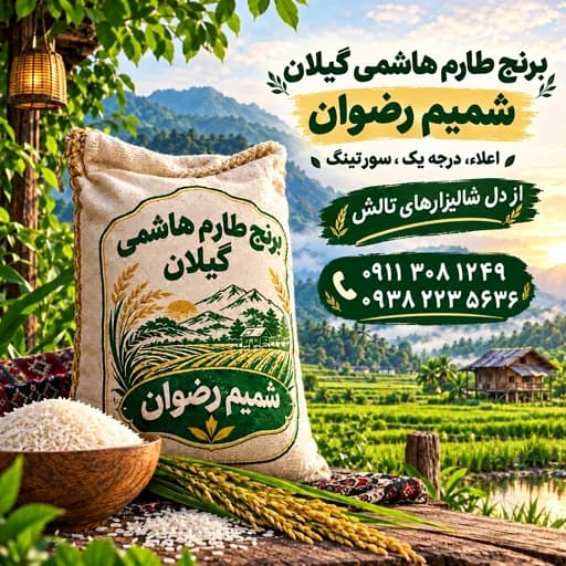 برنج طارم هاشمی گیلان