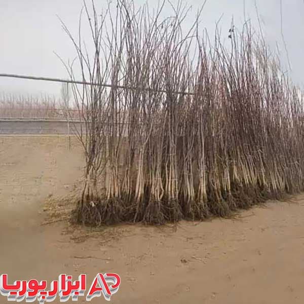 نهال گردو در رقم های مختلف