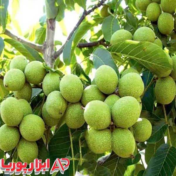 نهال گردو اسرائیلی ( ژنوتیپ کوپه ای)